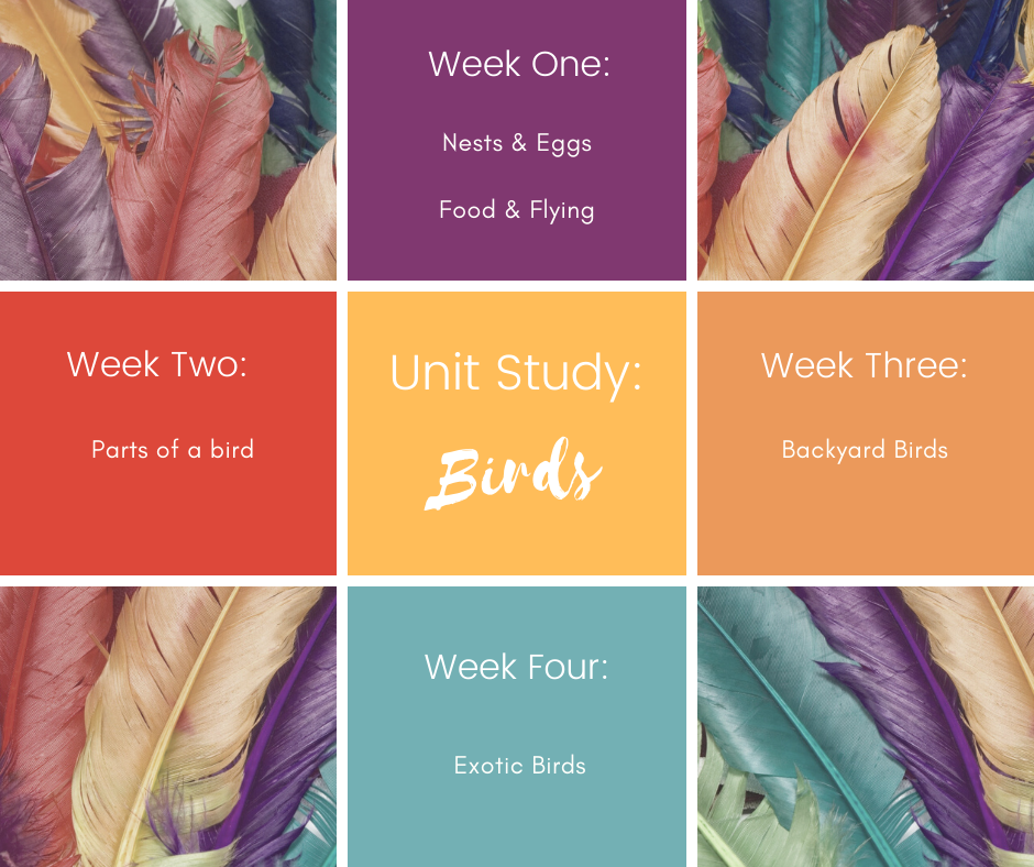 Unit Study: Birds!